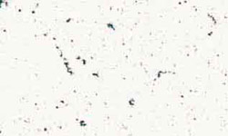 ms99-6016_avalanchewhite